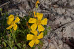 Creeping woodsorrel